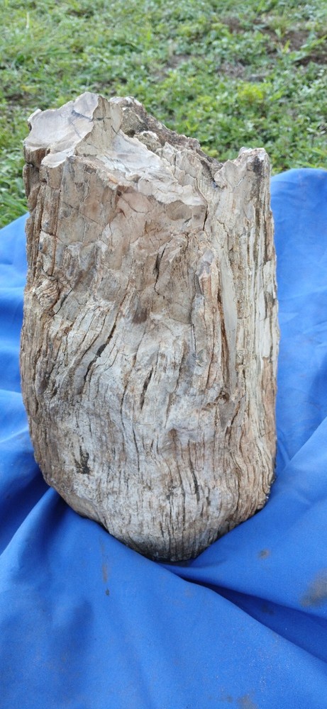 Petrified wood Log