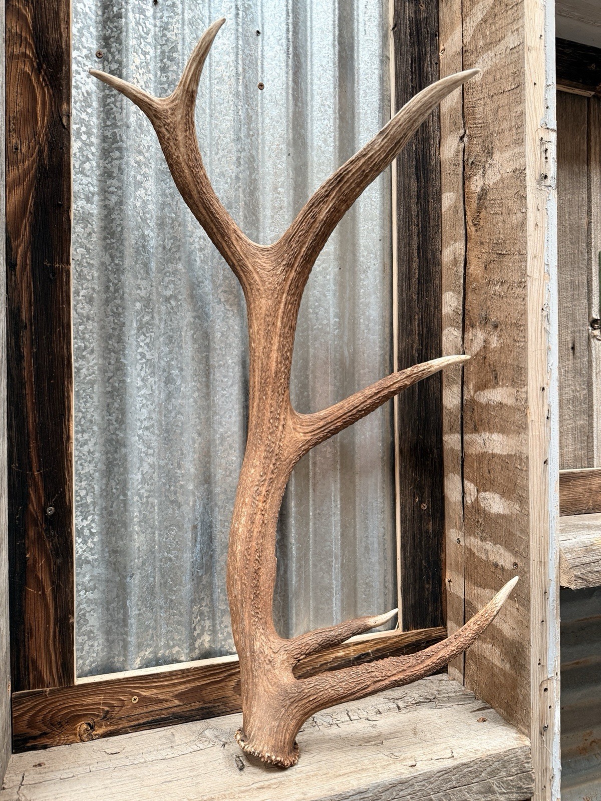 6 Pt Elk Shed ~ Elk Antler ~ Decor