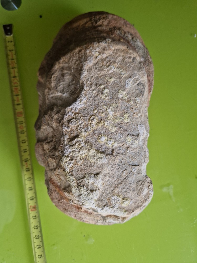 Vinctifer Comptoni Fish 40 CM - Brazil - Cretaceous