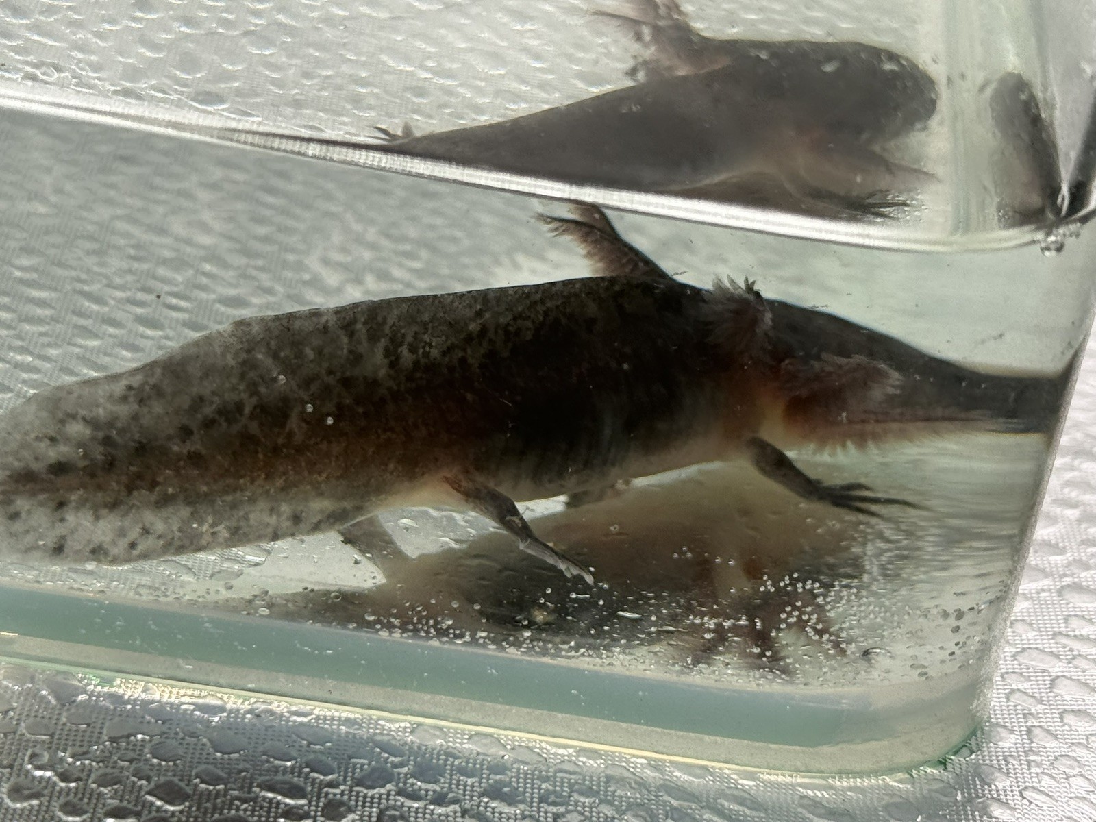 Melanoid axolotls 4 inches