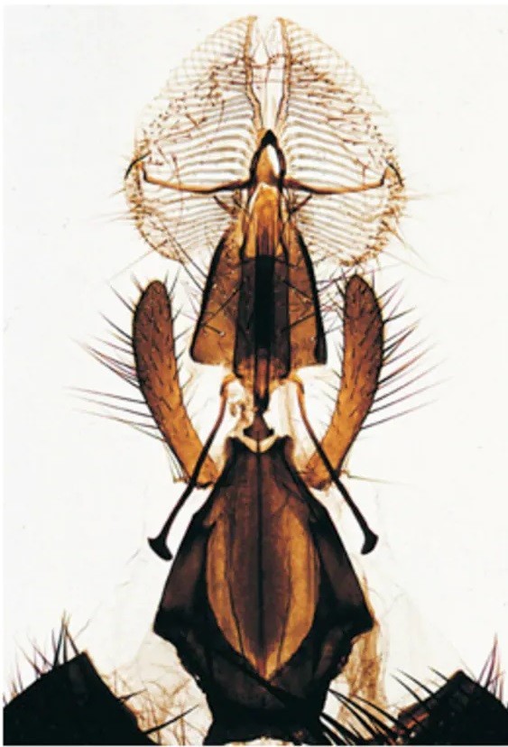 ABGIL Insect Mouth Parts Microscope Slides.