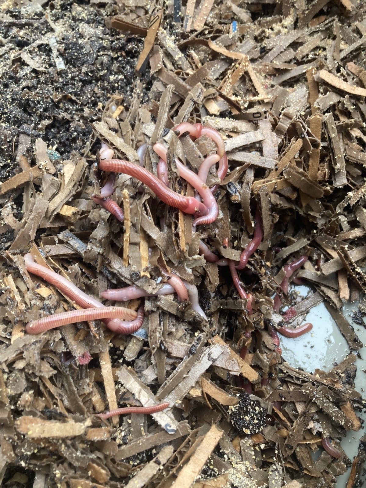 2 Lb  Live European Nightcrawlers  Small size 1 gram