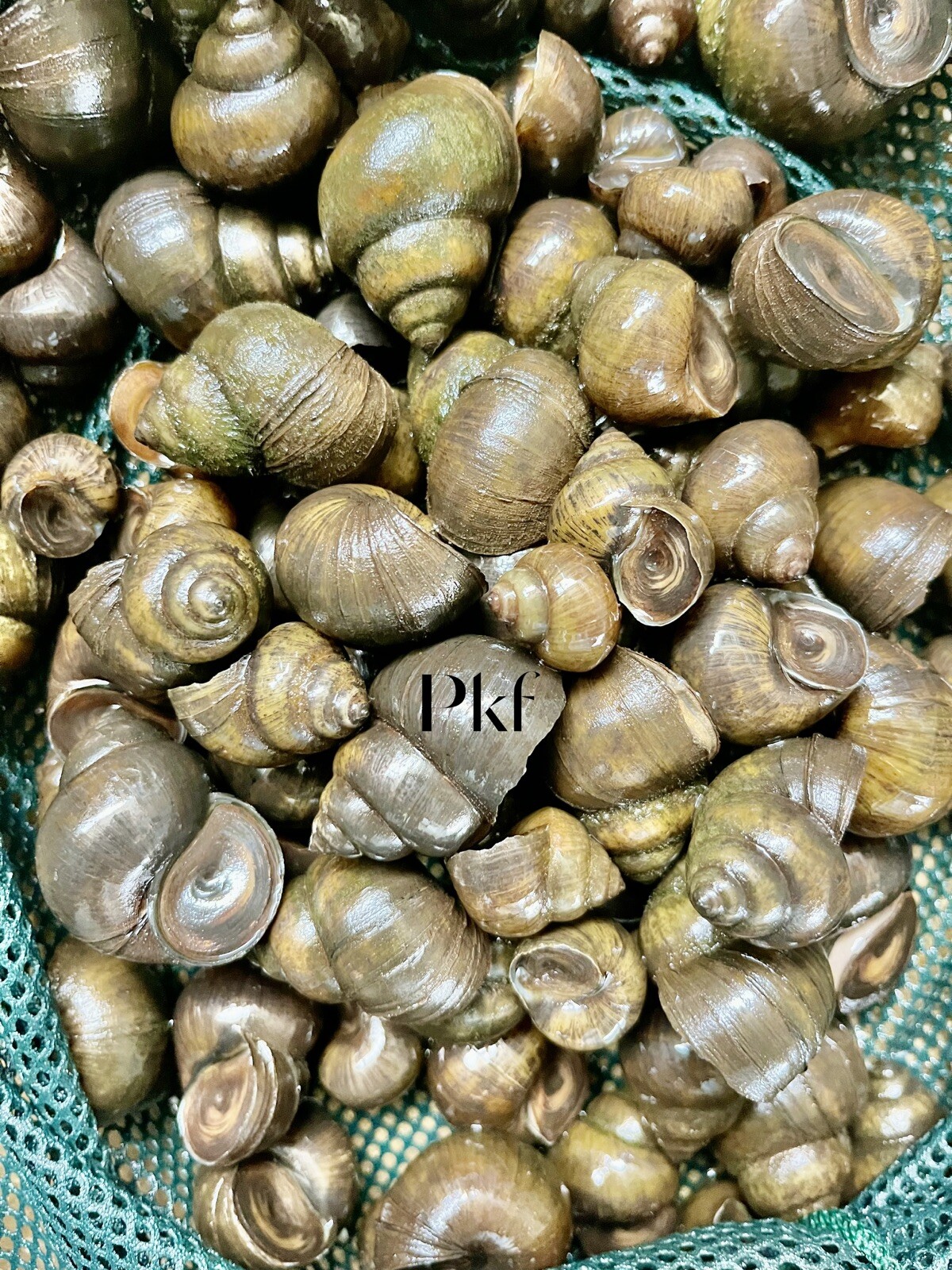 50-Lot Japanese Trapdoor snails algae eaters for koi pond garden pkf