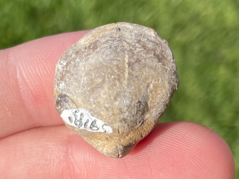 Germany Fossil Brachiopod Devonogypa globus Devonian Age