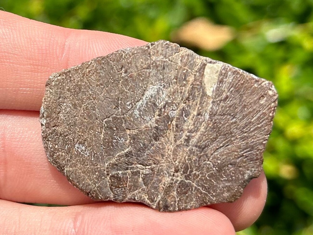Protostega Fossil Cretaceous Turtle Shell Dinosaur Bones Ozan Formation
