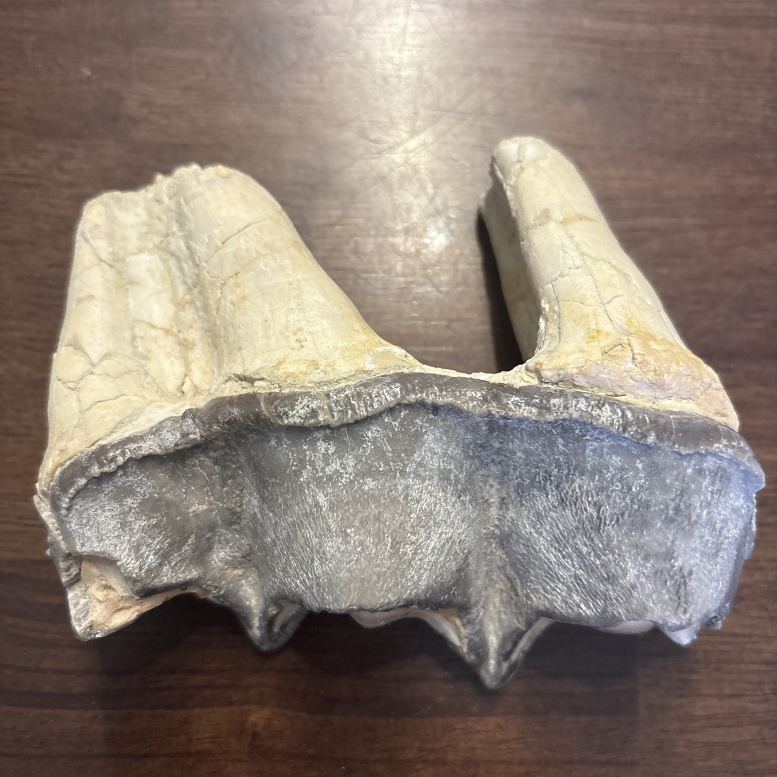 Rhino Lower molar Titanothere Late Eocene 35 Mill Fossil