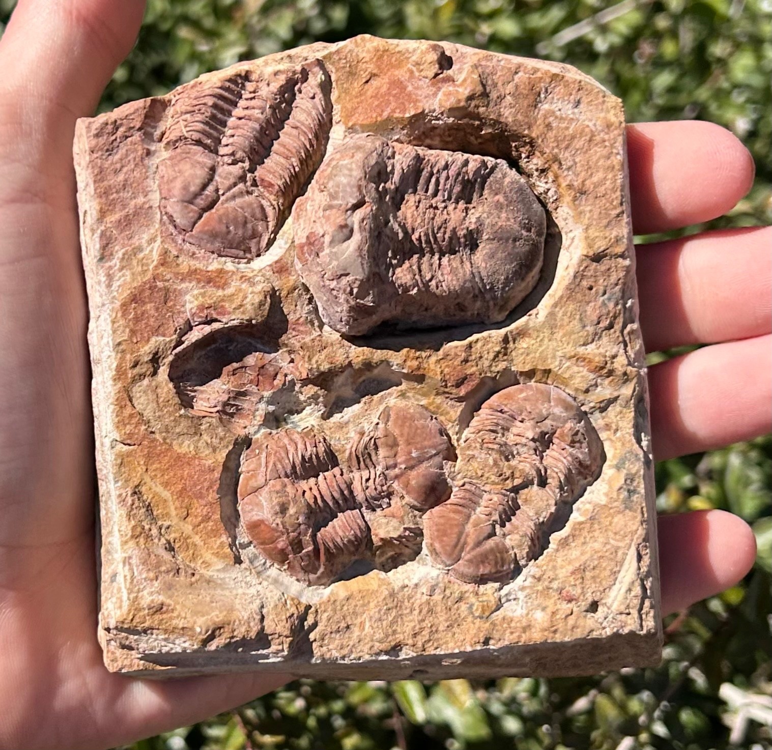 China Fossil Trilobites Multi Plate Ductina vietnamica Devonian Bugs in Matrix
