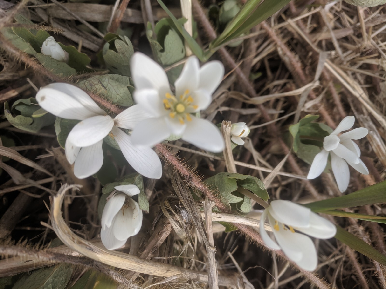 Bloodroot - Sanguinaria canadensis.  Poppy Family.  25+ seeds