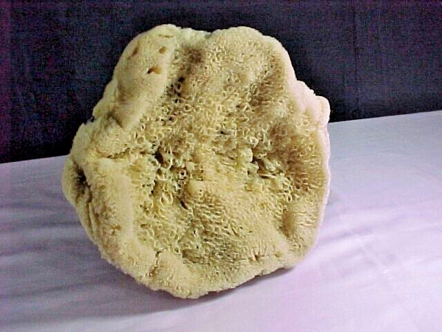 Natural Ocean Sponge Bowl 7" x 7 1/2"