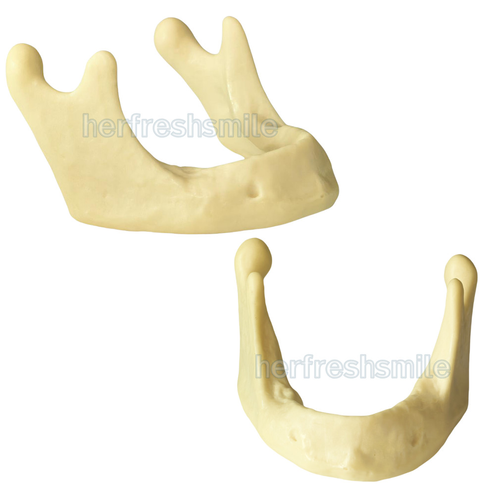 Dental Lower Mandible Jaw Model for Basic Drilling Insertion Practice M2022