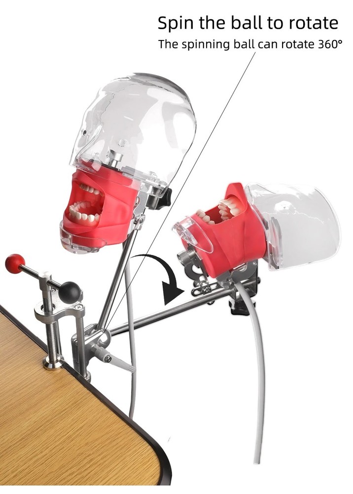 Dental Head Model Simulator Manikin Phantom With Bench Mount 28 Removable Teeth