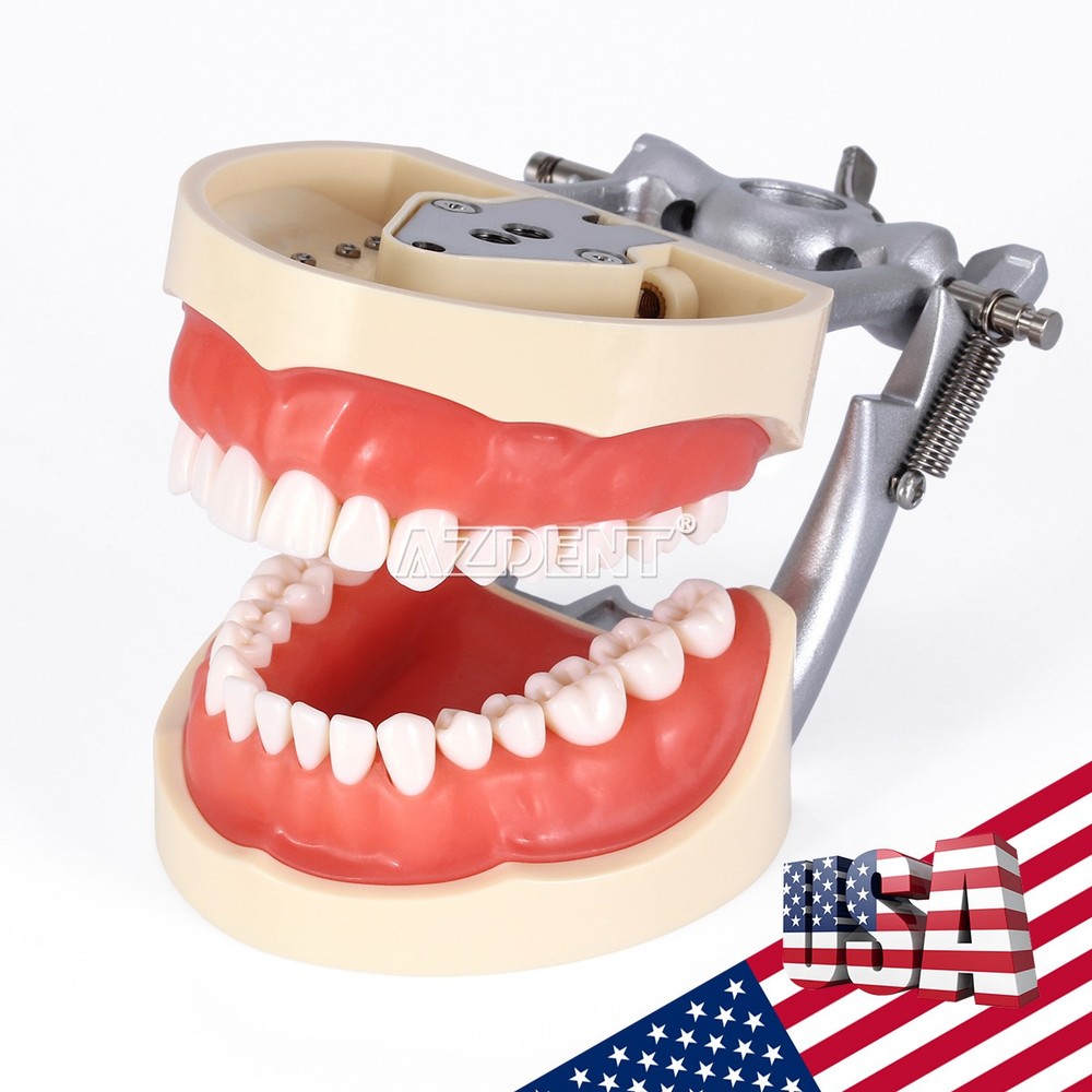 Dental Teeth Model With Removable Teeth Compatible with 200 teeth