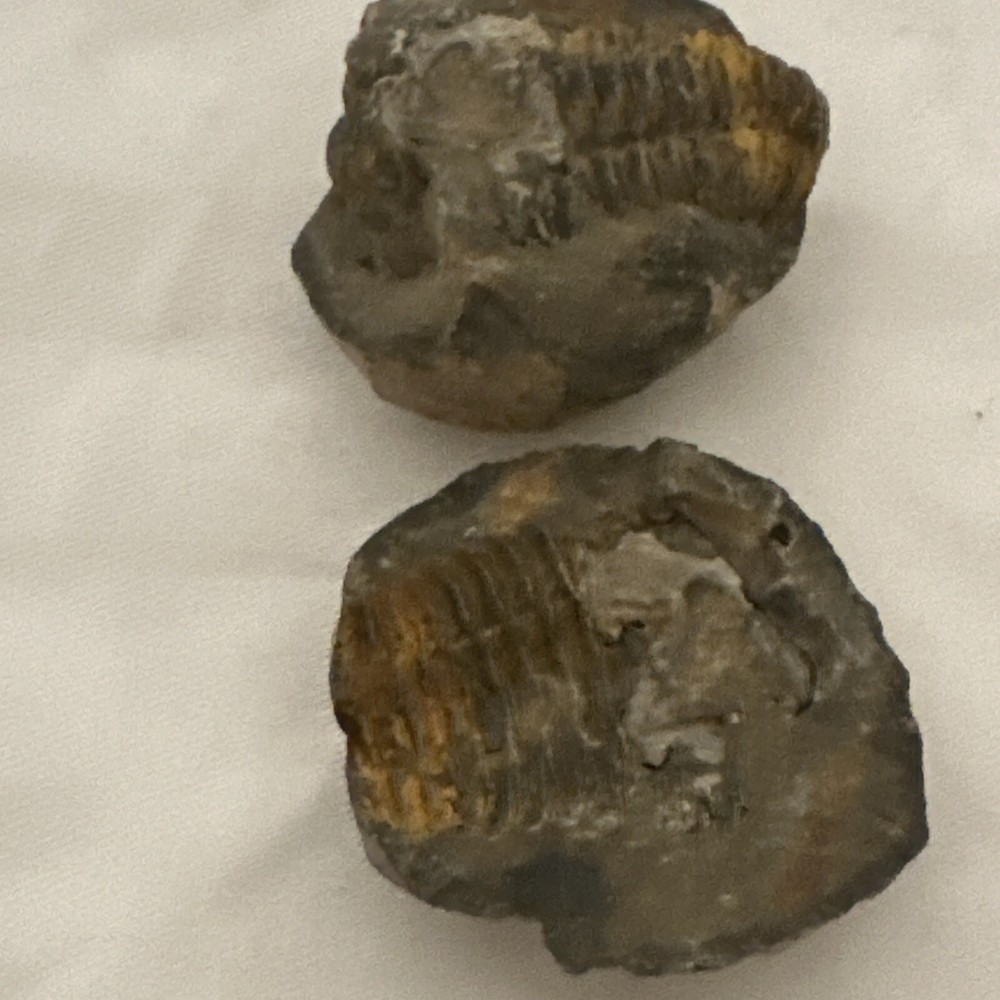 2.2” Flexicalymene Trilobite Nodule