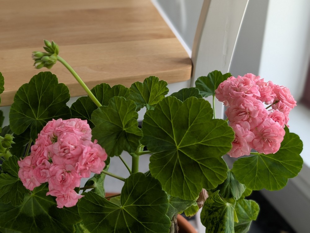 Rosebud Geranium - Antique Grainger- LIVE & ROOTED Plants