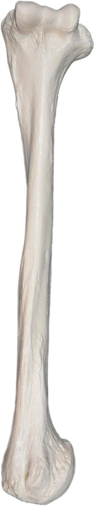 Human Humerus Bone Model Left