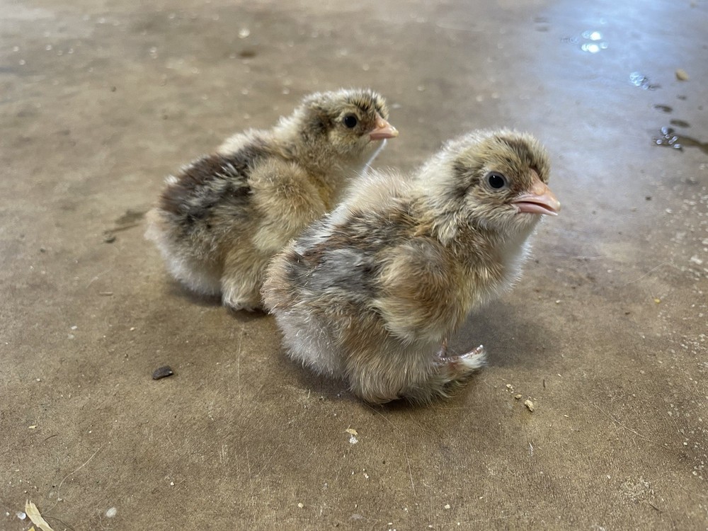 12+ Blue/Black/Splash SILVER/GOLD Partridge Brahma Hatching Eggs
