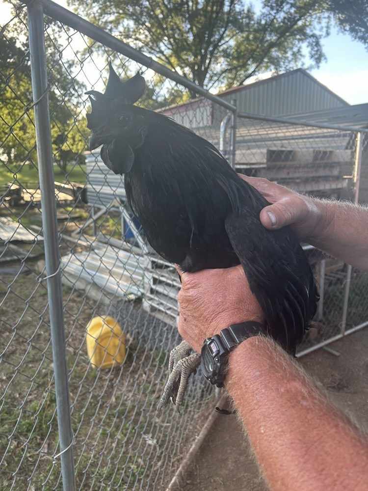 5+ Ayam Cemani Hatching Eggs Fast Shipping NPIP certified
