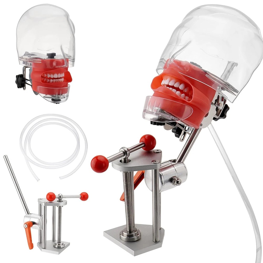 US Dental Simulator Mannequin Head Teeth Model Teaching Practicing Head Mold New