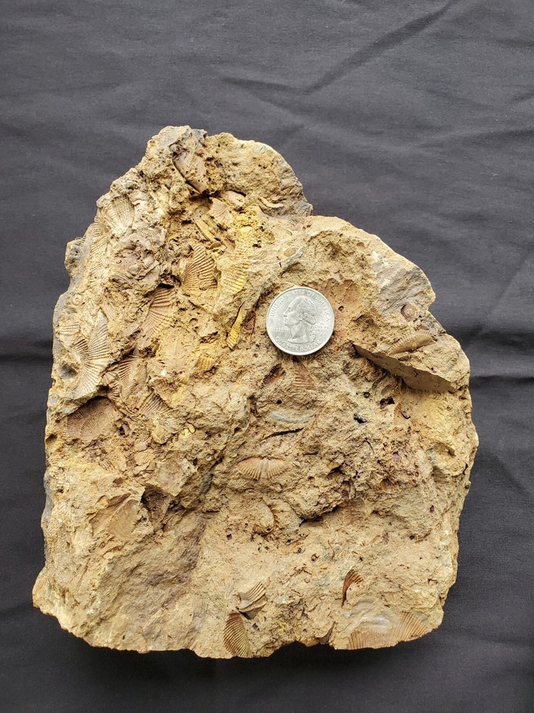 Trilobites, Corals, Crinoid, And Shell Fossils.
