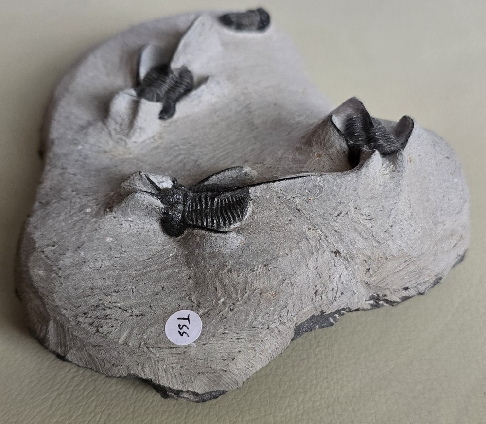 " Devil Horned " Cyphaspis Walteri Multiple With Gerastos Multi Fossils