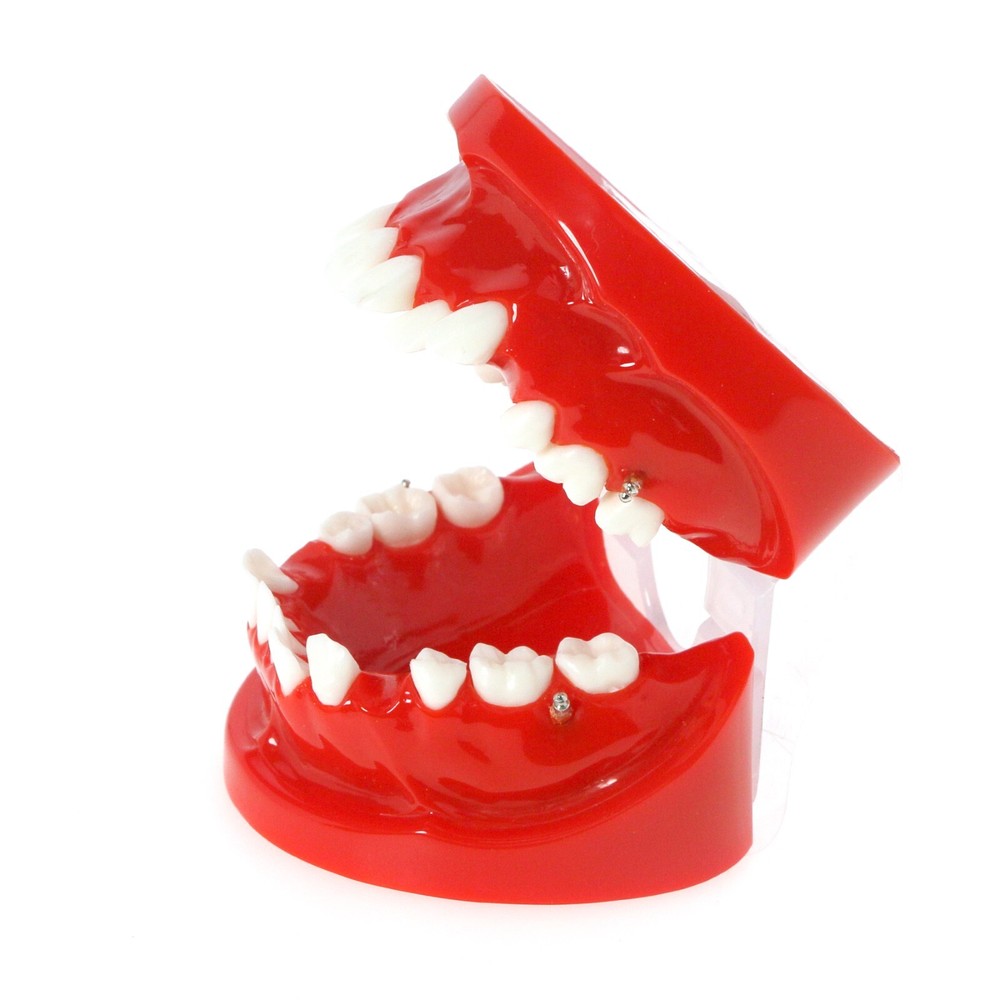 Dental for Orthodontics Teach Study Treatment Model M3005