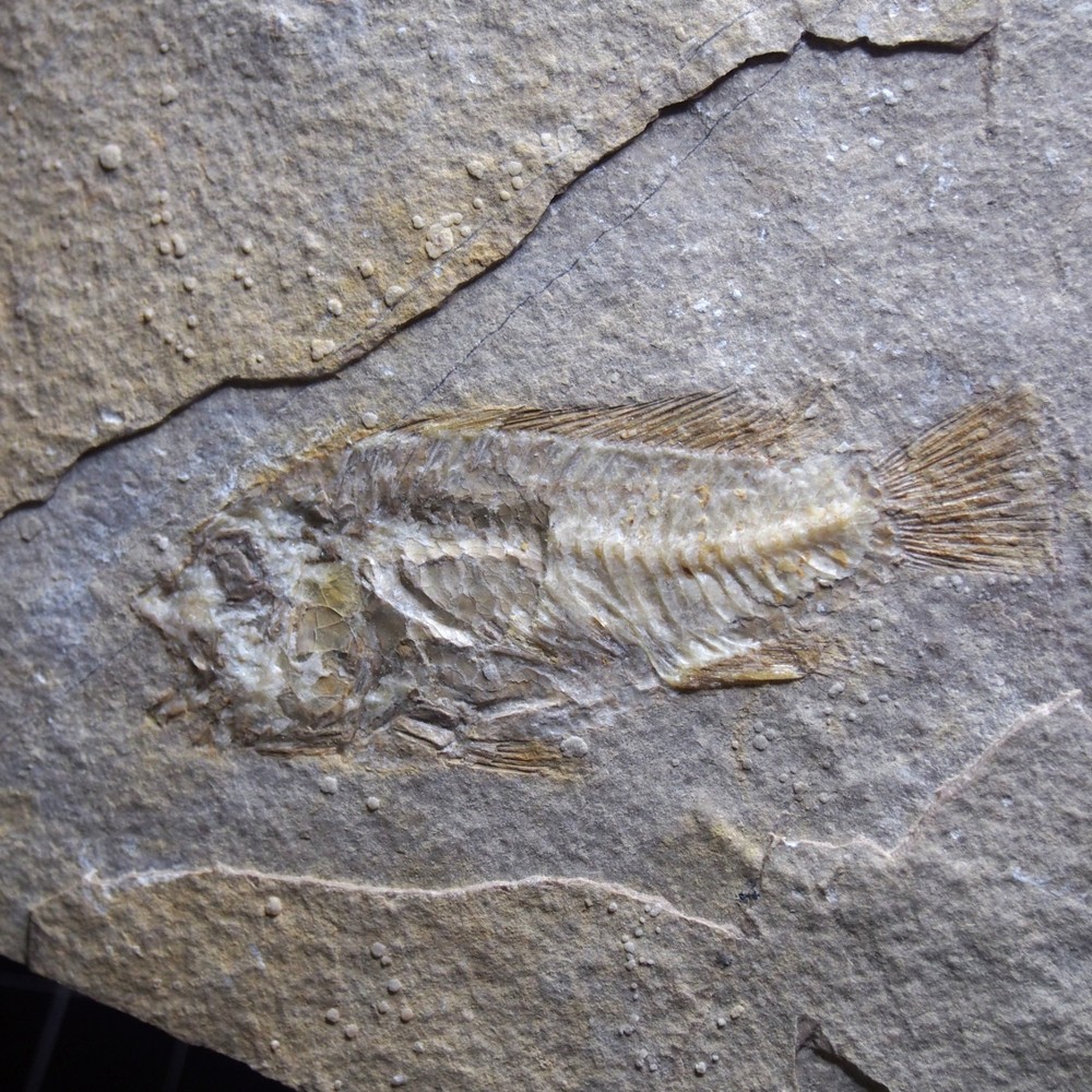 RARE fish perciforme cichlidae Libya Freshwater fish