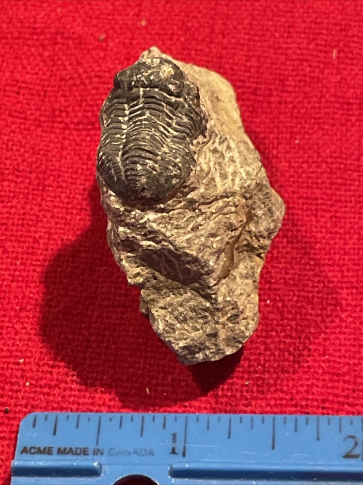 prehistoric Sea animals, Fossilized