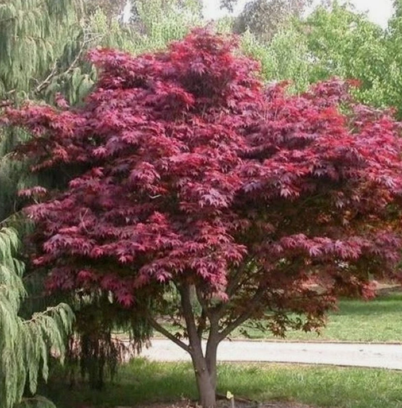 Emperor 1 Red Japanese Maple Tree ***Live***