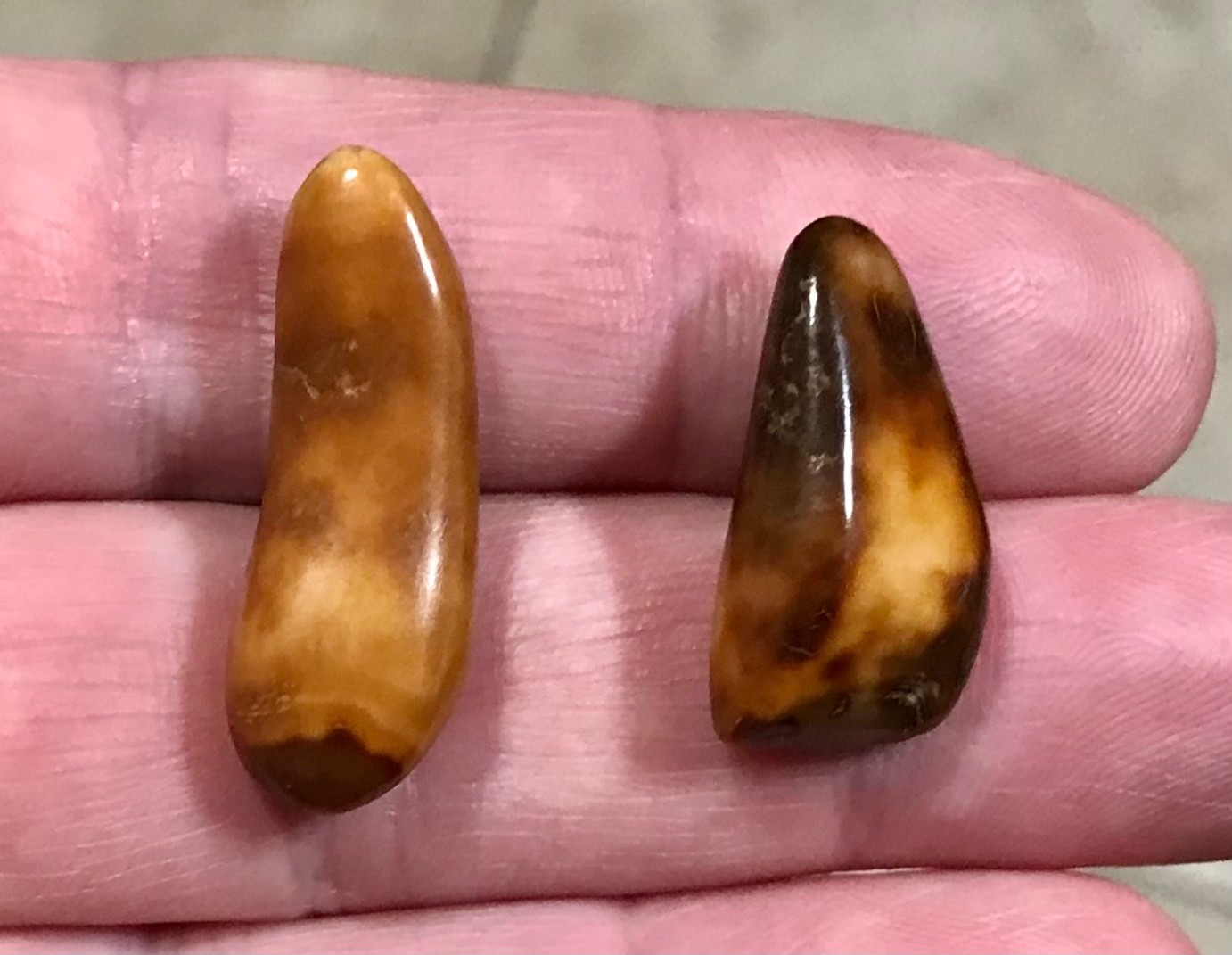 RARE,POLISHED W BEAUTIFUL UNCOMMON COLOR WALR_S TOOF FOSSILS