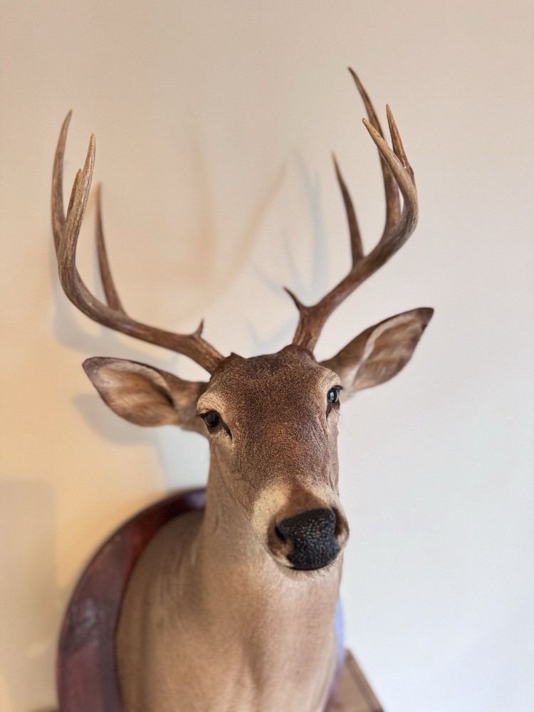 Deer Head Wall Mount With Wooden Base