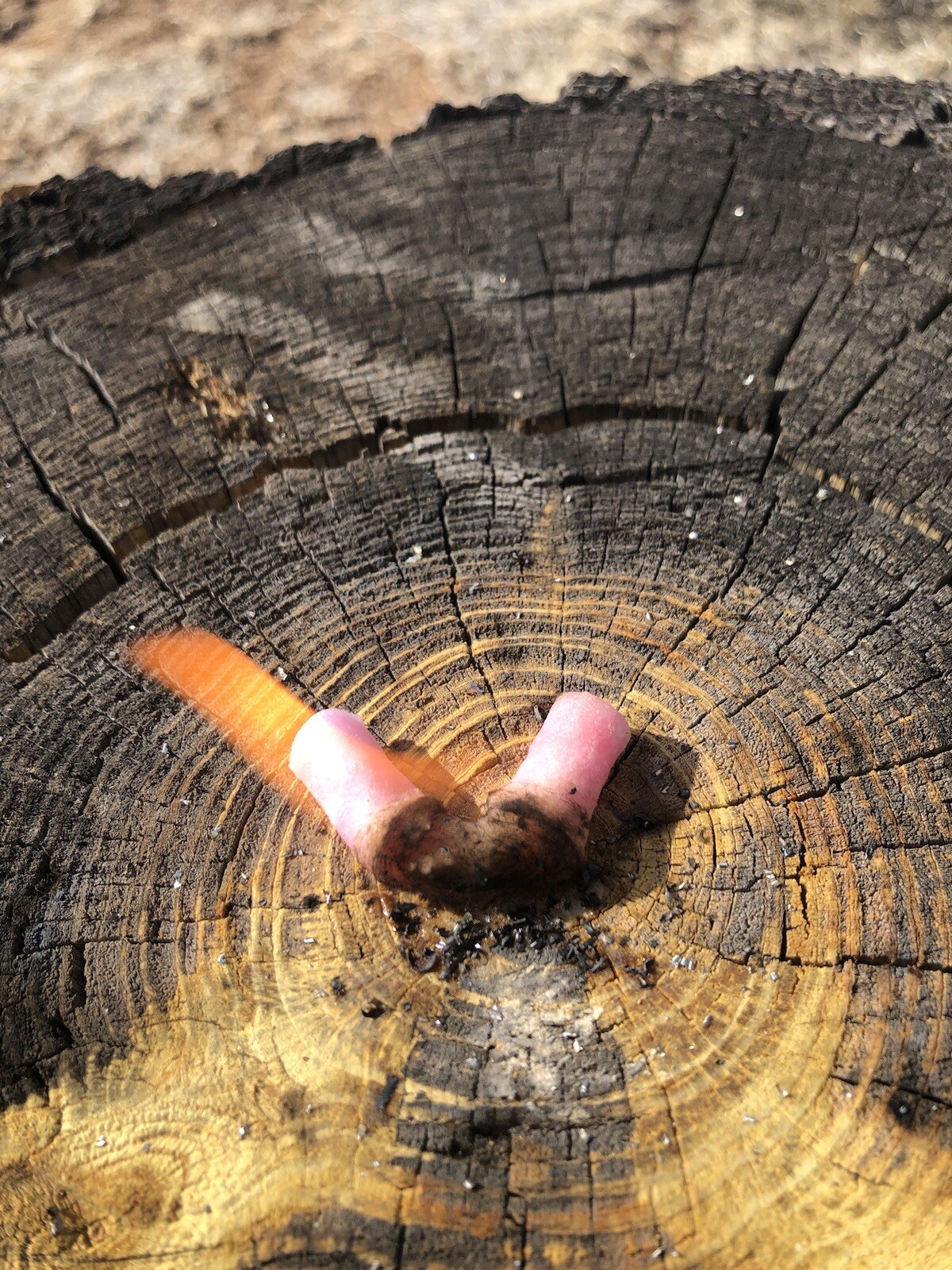 Southwest Survival- Combo Kit - (28) Fire Plugs 🔥 & Ferro Rod- 5+min Burn time