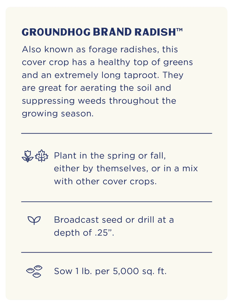 Groundhog Radish, Cover Crop Seeds