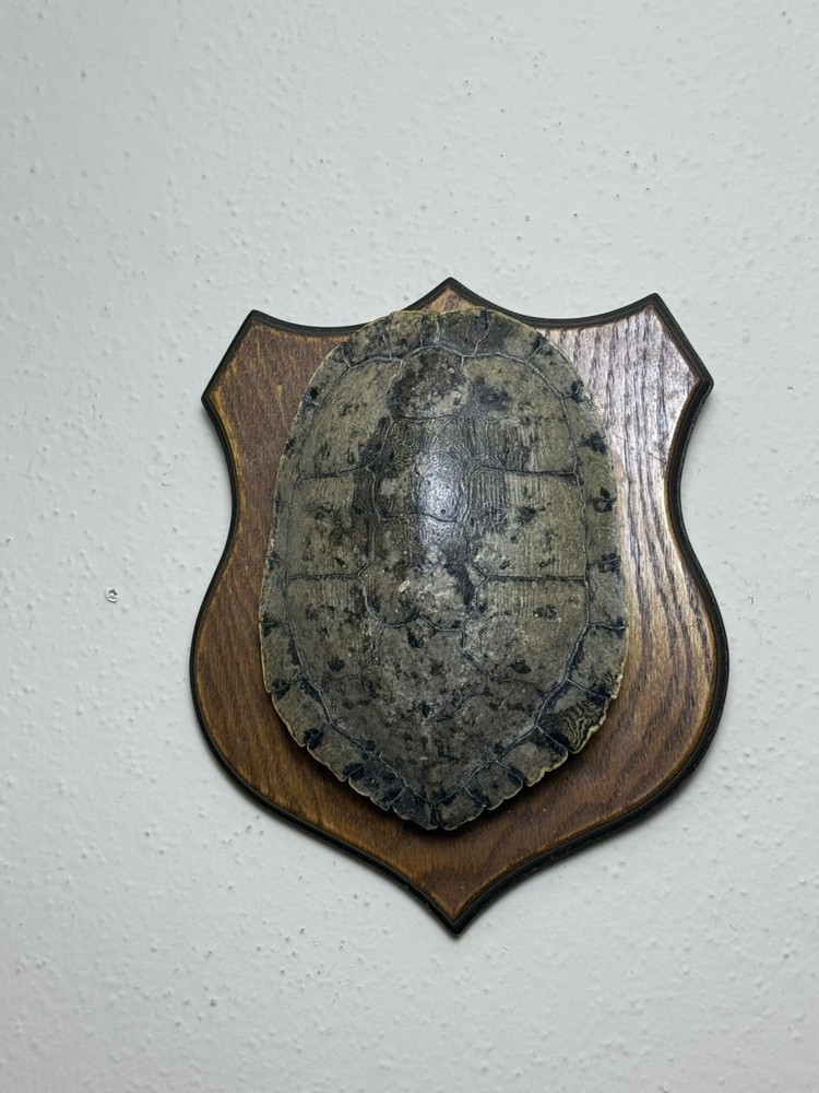 Turtle Shell in real wood plaque