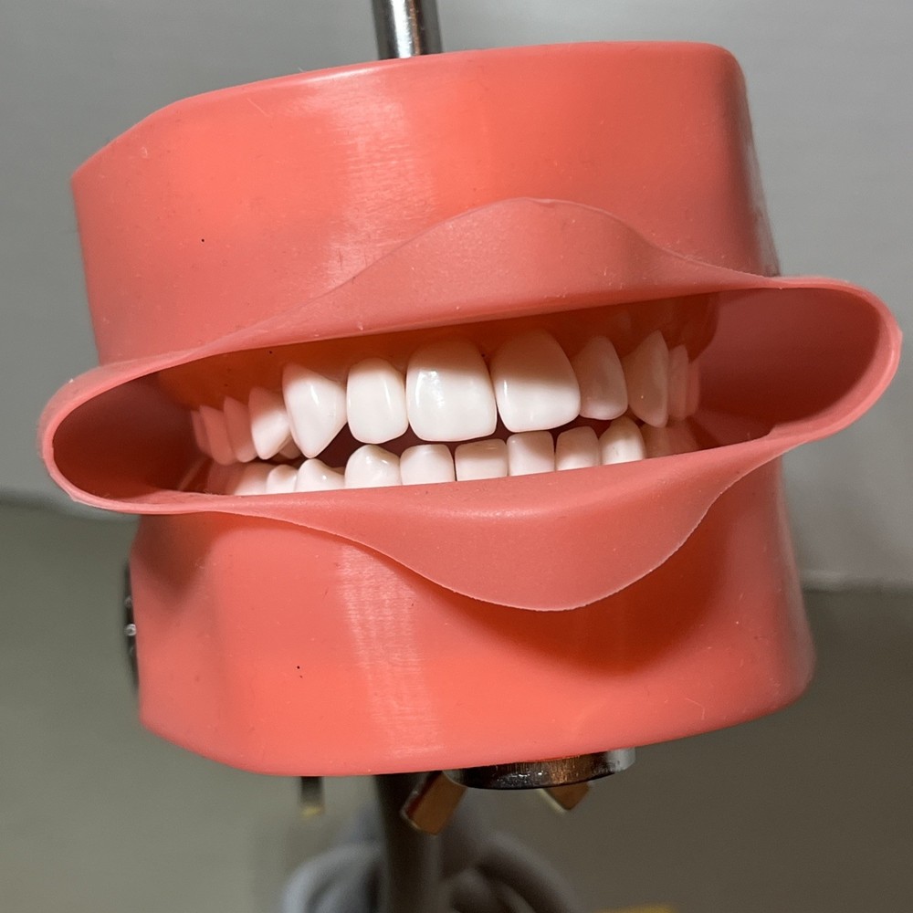 Dental Typodont Model Adjustable Stand Mounted Teaching Learning Simulation