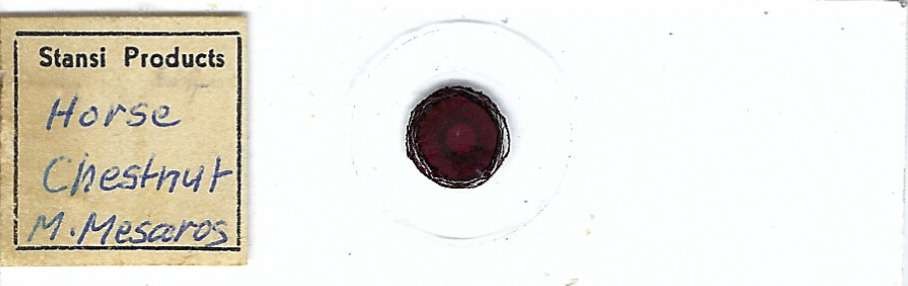 Horse Chestnut Microscope Slide