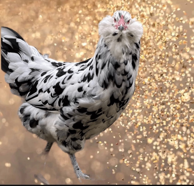 6 + Ameraucana Blue White Ermine Wheaton Chickens Same Pen Hatching Eggs NPIP