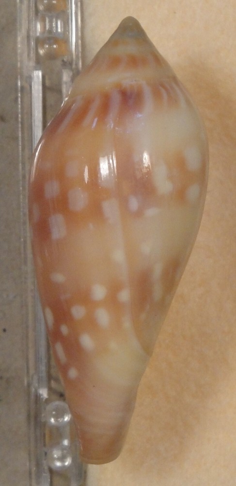 Marginella Psuedosebastiani 53mm