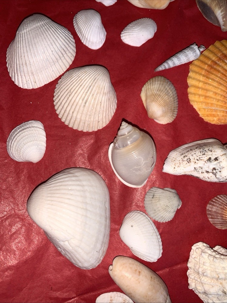 Seashell Lot Various Sizes and Shells Beautiful Selection Craft Beach 50+ Shells