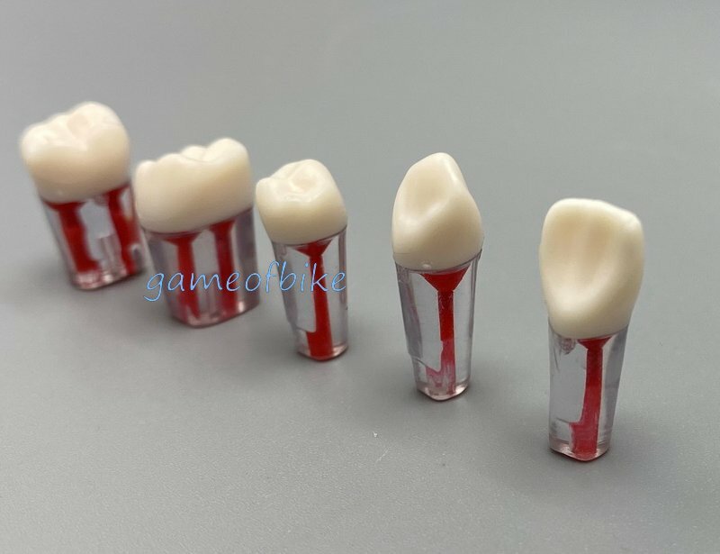10x Dental Root Canal Teeth Study Practice Model Endodontic Pulp File Injection