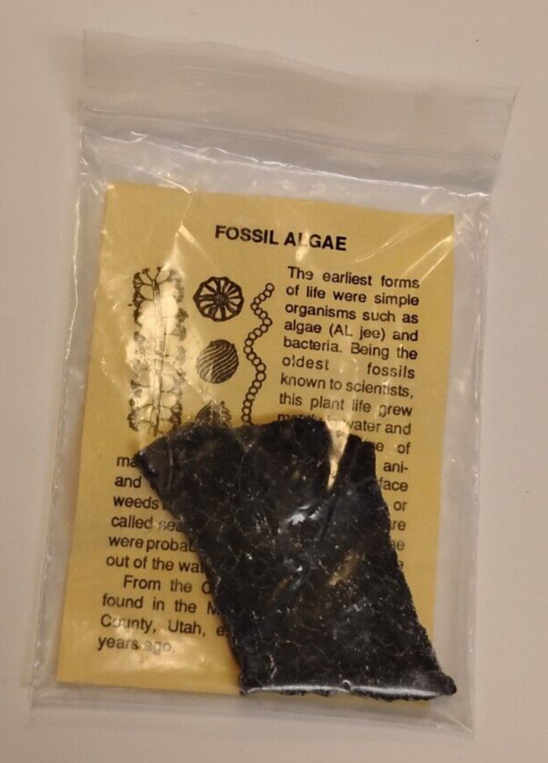 Fossil Algae With Information Sheet