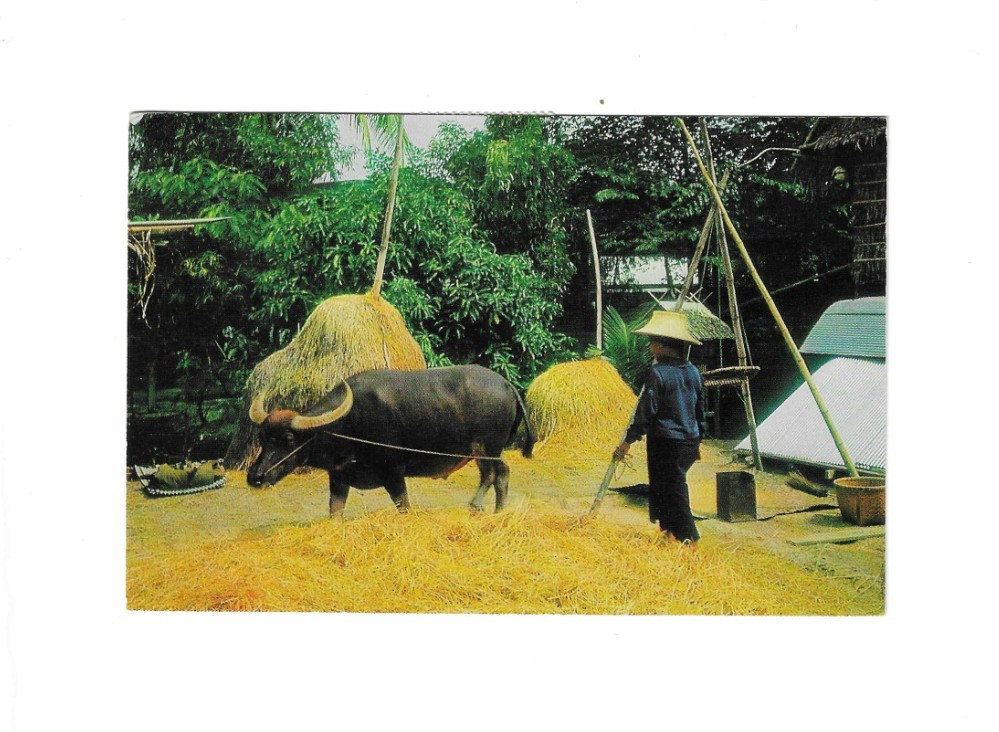 THAILAND Picture Post Card sent to Canada