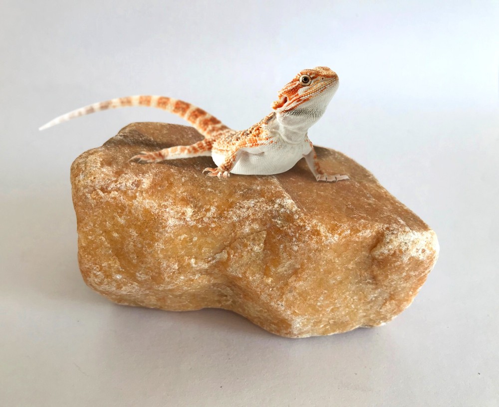 Small Authentic Dan River Aquarium Terrarium Decorative Basking Grainy Rock