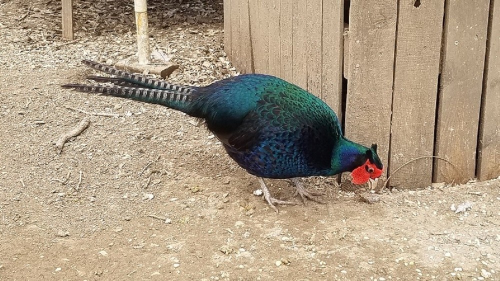 𝕄𝕖𝕝𝕒𝕟𝕚𝕤𝕥𝕚𝕔 𝕄𝕦𝕥𝕒𝕟𝕥 ℙ𝕙𝕖𝕒𝕤𝕒𝕟𝕥 𝔼𝕘𝕘𝕤 𝟠+