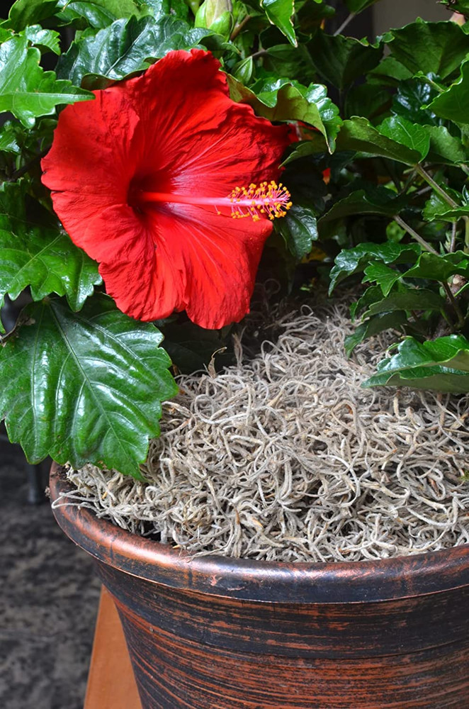 ML0560 Spanish Moss, 250 Cubic Inches
