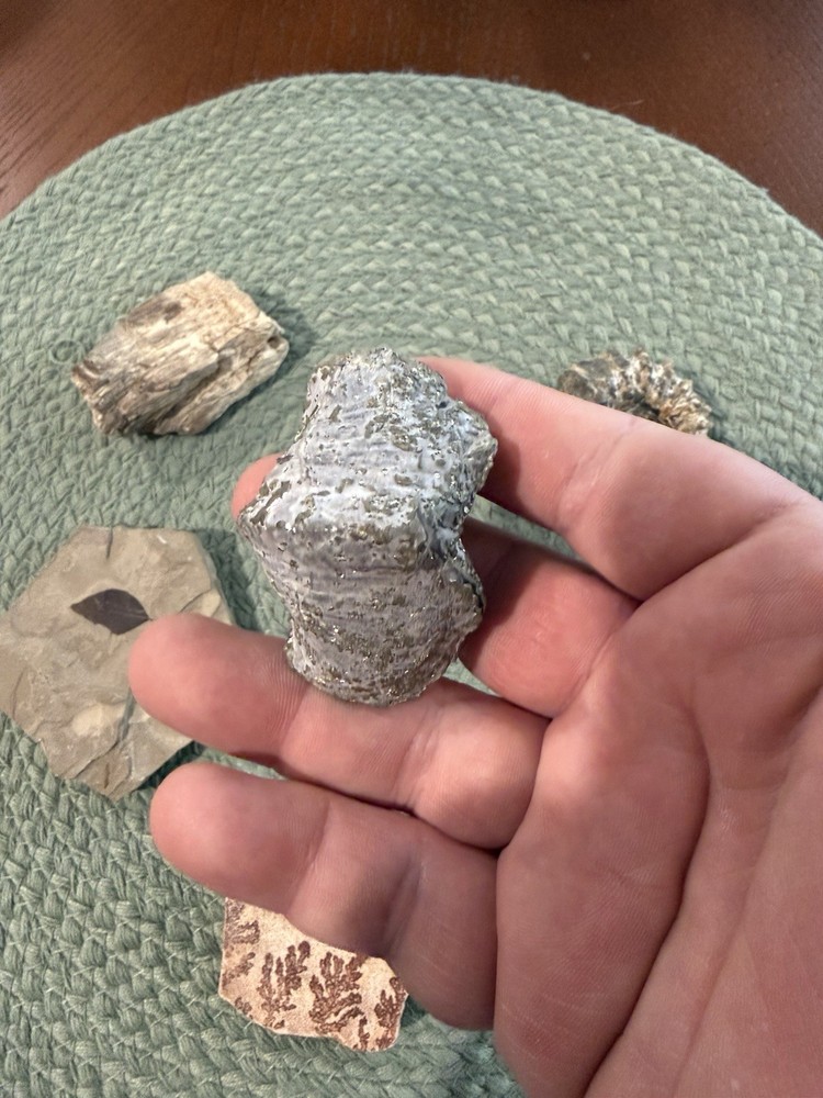 Assorted Fossil Specimens