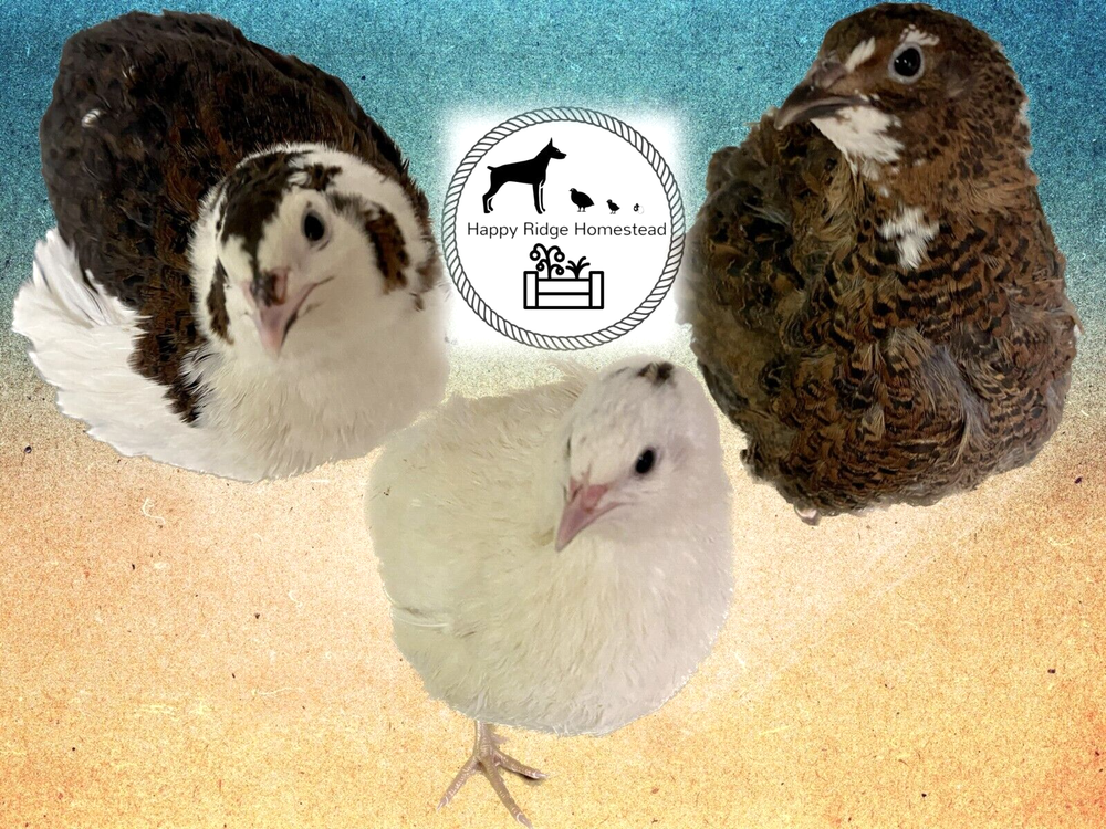 60- Celadon Quail Hatching Eggs - 100% True Blue Coturnix 🪺