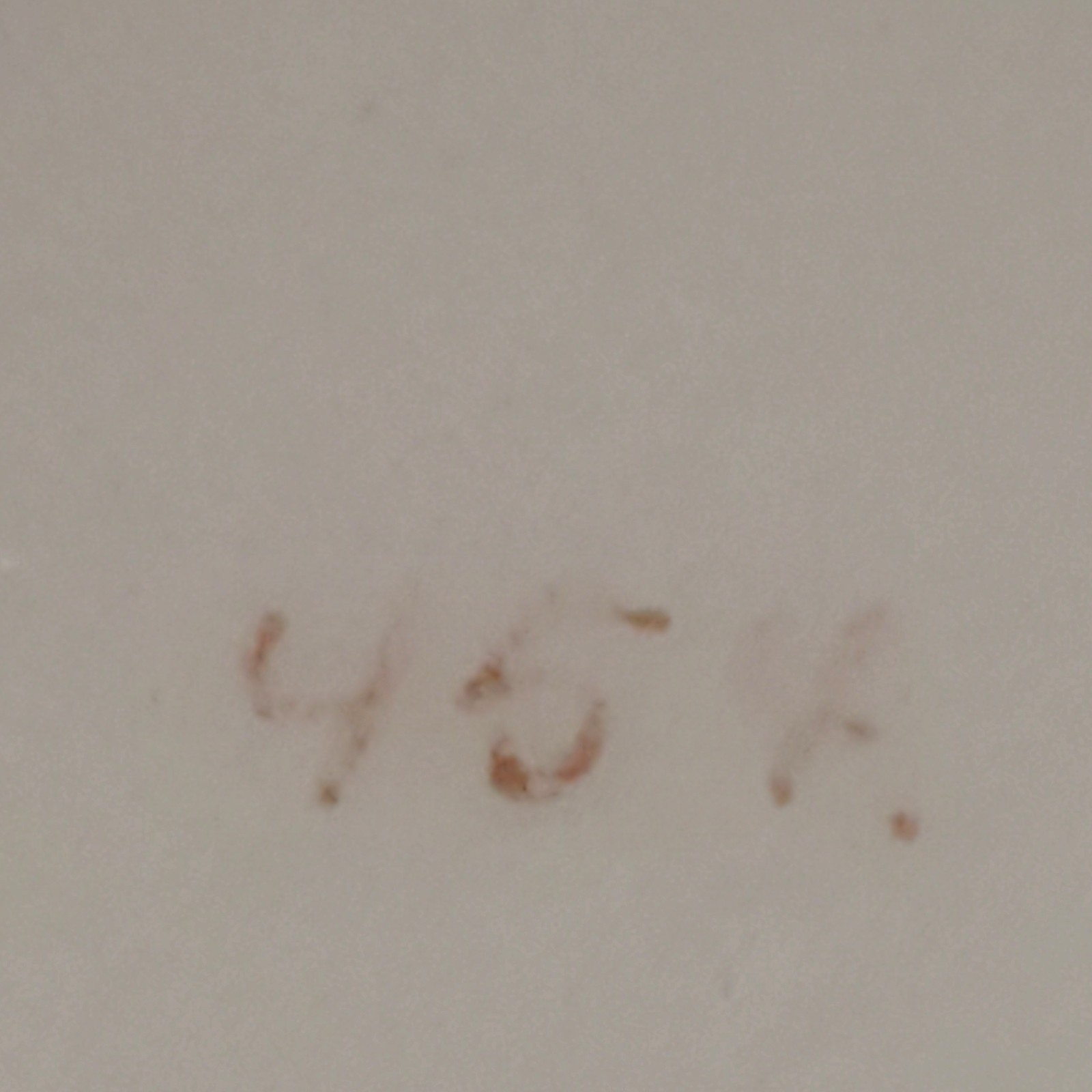 WWI Imperial German Loewen Leuven 1914-16 Belgium Porcelain Cup Schirnding AG