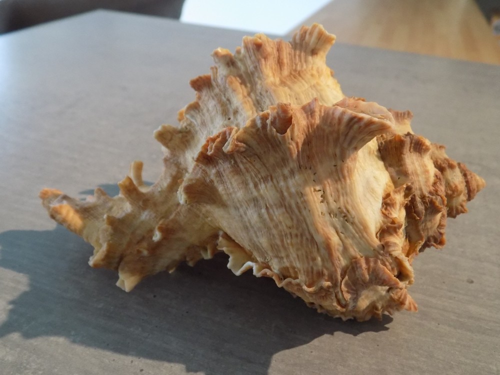 Shell: NEW MURICIDAE HEXAPLEX DUPLEX 155mm SENEGAL