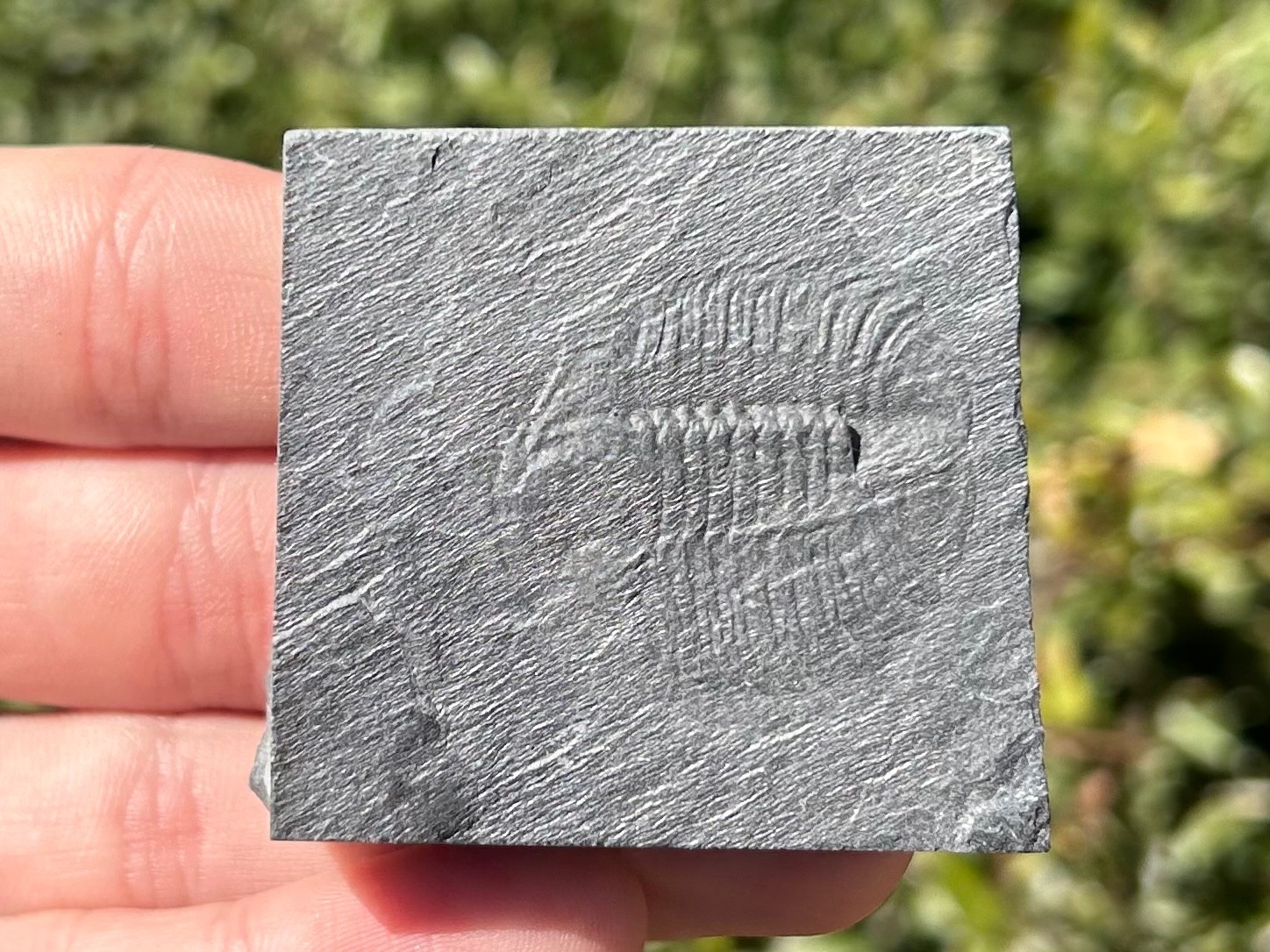 Washington Fossil Trilobite Ogygopsis Metaline Formation Cambrian Bug in Matrix