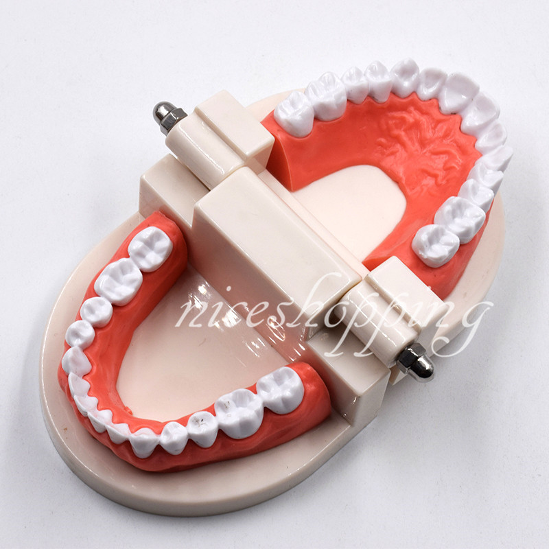 1 Set Dental Teaching Study Adult Standard Typodont Demonstration Teeth Model A